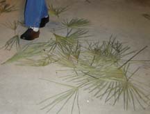 walking over palm Sunday's branches on Thursday
