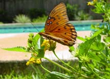 a butterfly by the pool