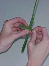Suzanne tying a plam cross